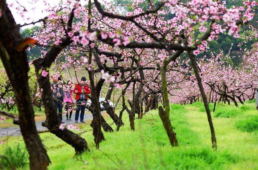 贵州民航产业集团有限公司黎平机场改扩建项目指挥部常务副指挥长杨恢元接受纪律审查和监察调查