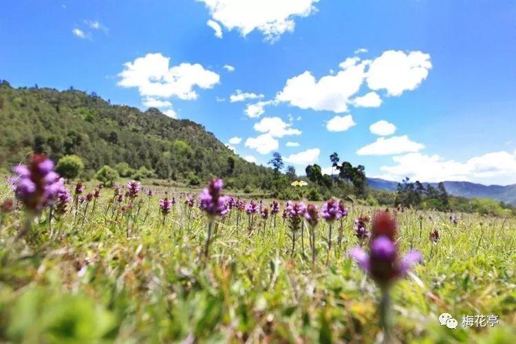 虫虫助手下载
