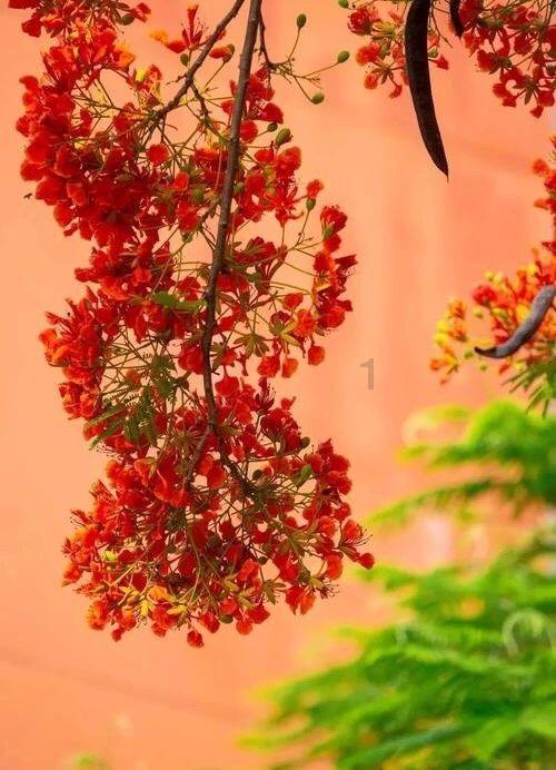 弹珠泡泡龙